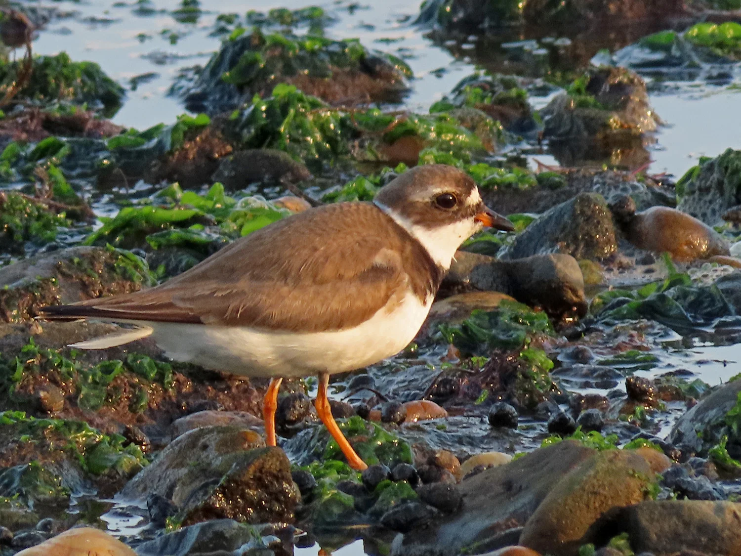 Semipalmated Plovers — Susan Kirby